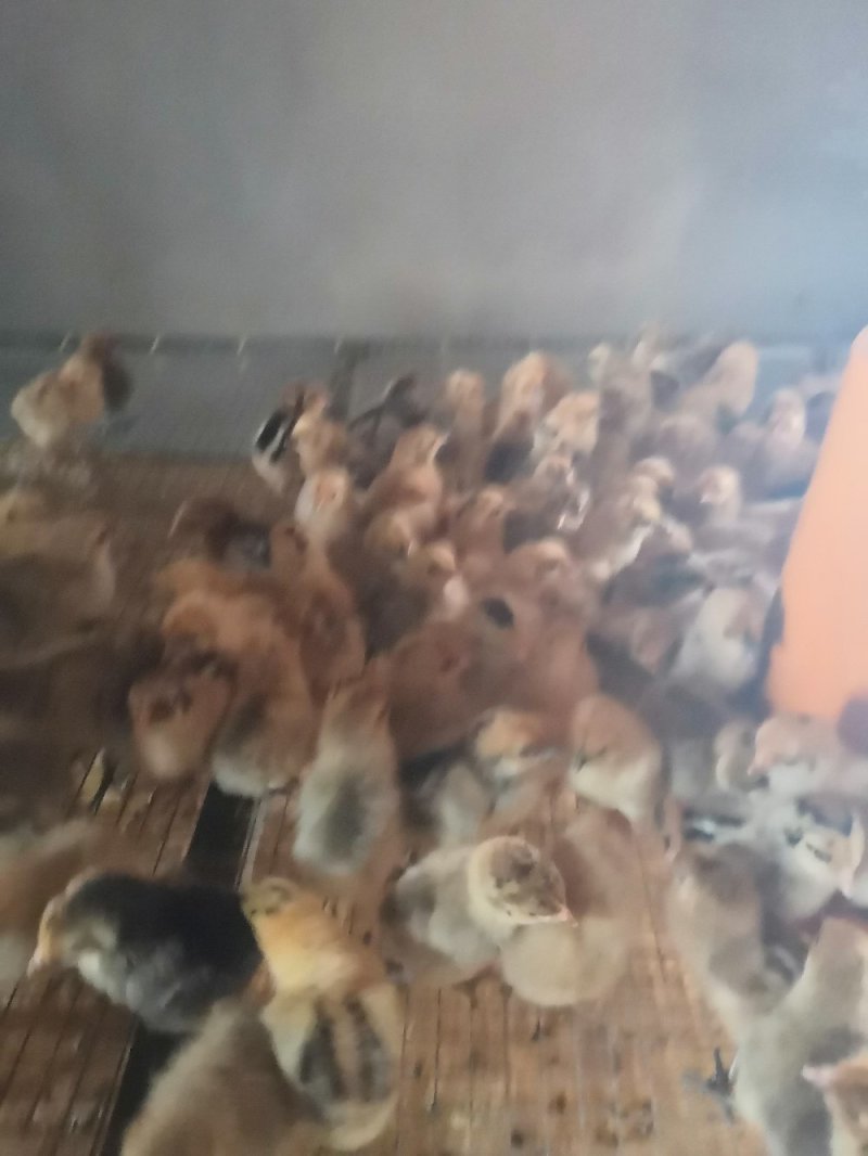 长年供应脱温土鸡苗正宗优质土鸡苗