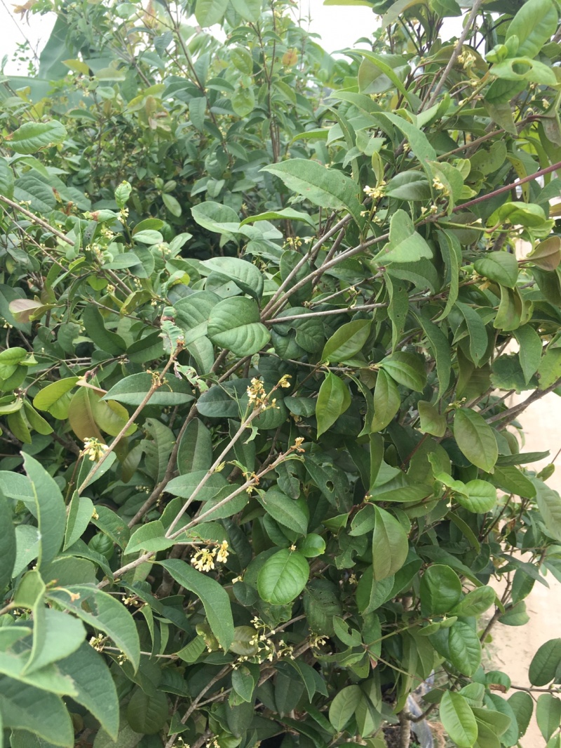金桂花树4年苗包邮已经开花