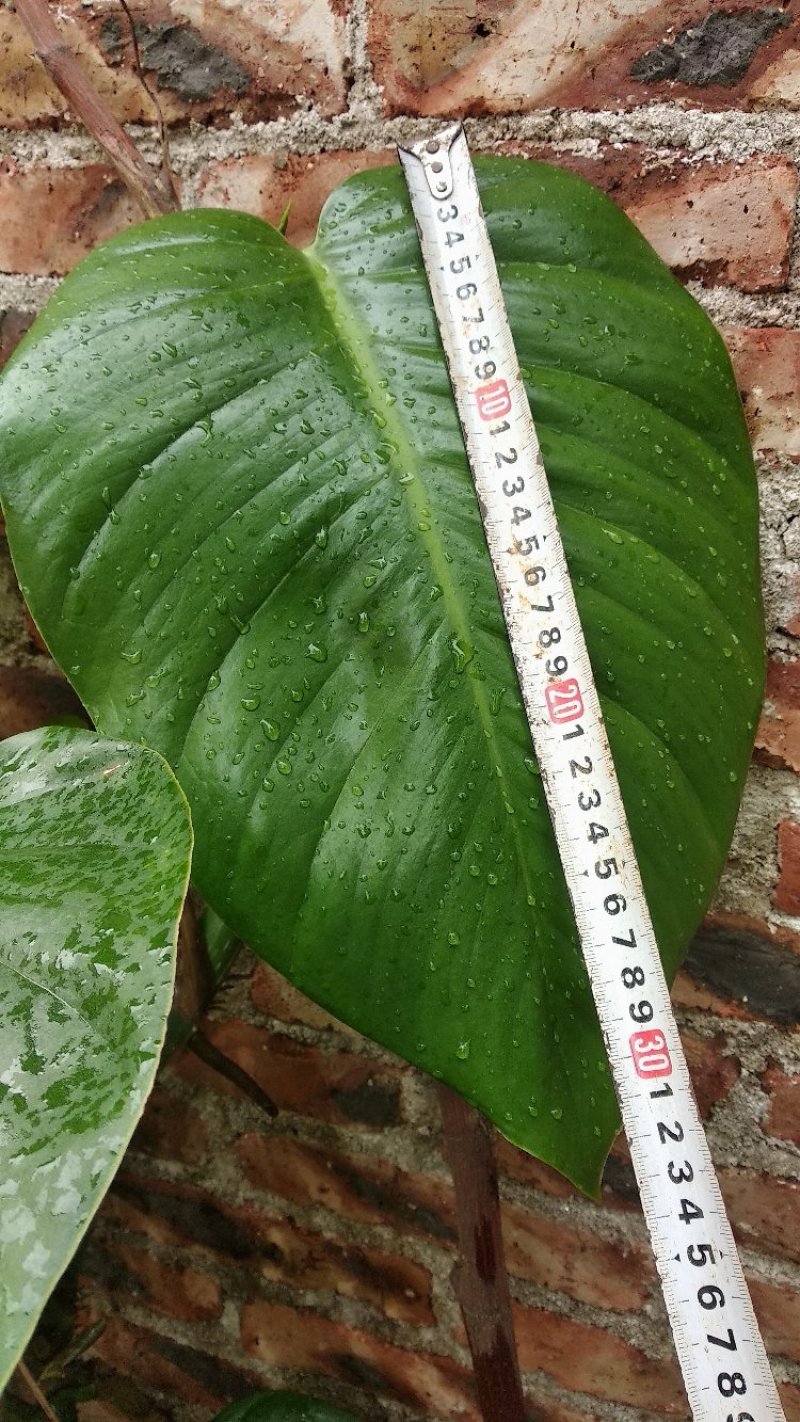 花卉盆景大叶绿萝，广东省肇庆市德庆县产地直供〈多省包邮〉