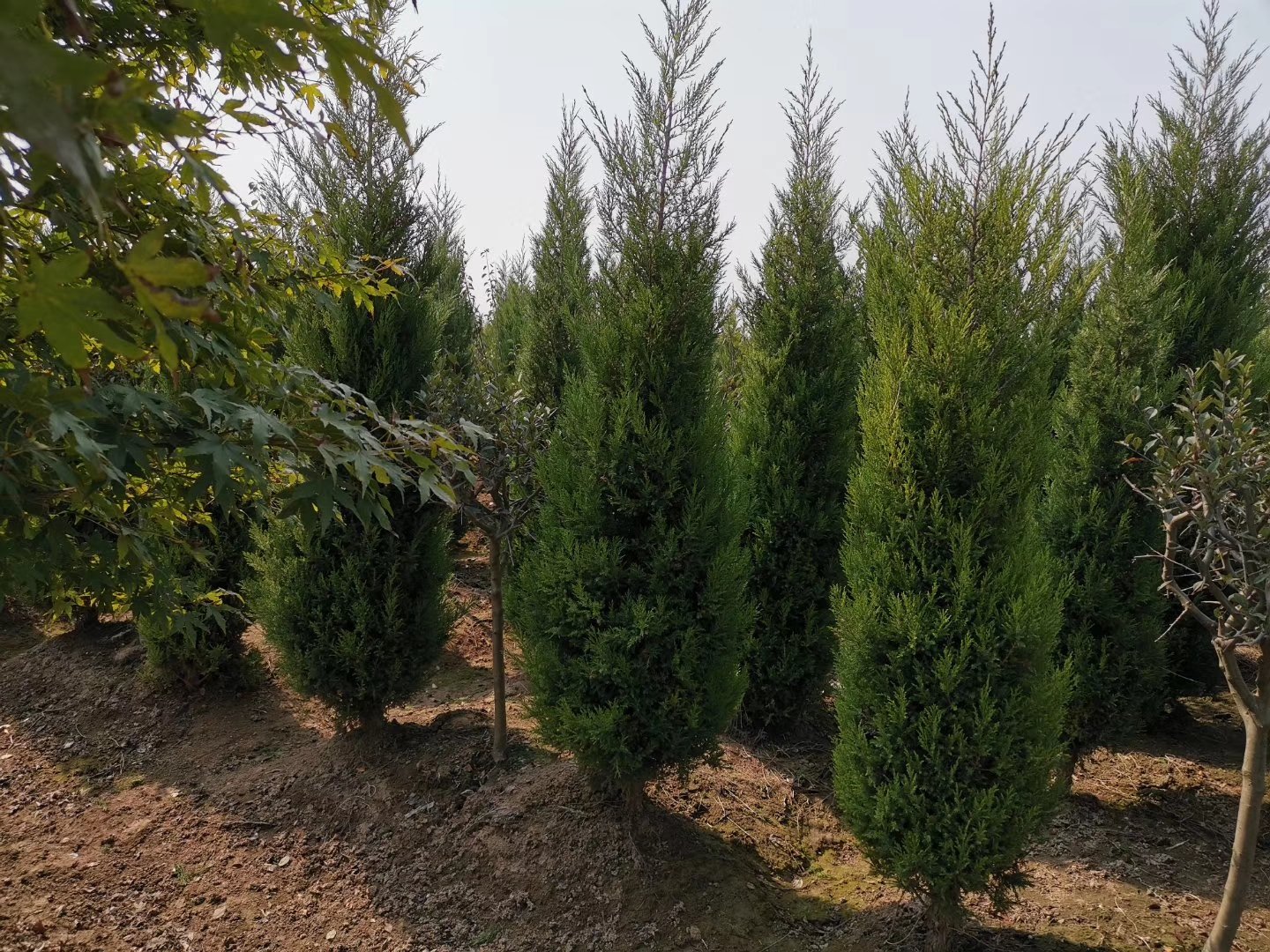 塔柏与侧柏在中式庭院中的搭配应用