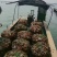 湛江新鲜扇贝岸