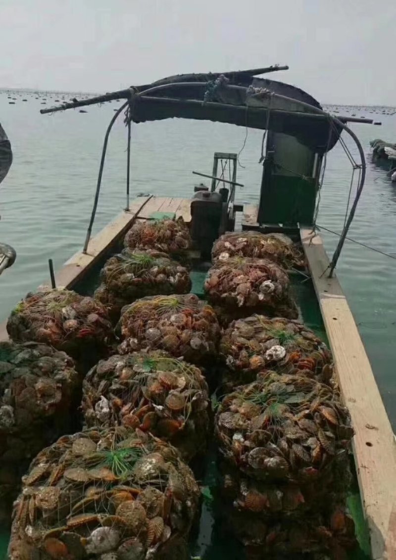 湛江新鲜扇贝岸