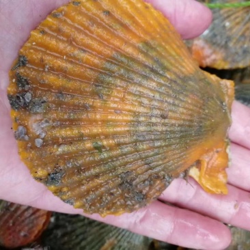 湛江新鲜扇贝岸