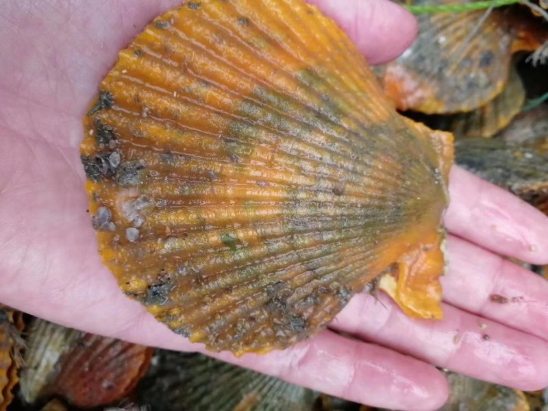 湛江新鲜扇贝岸