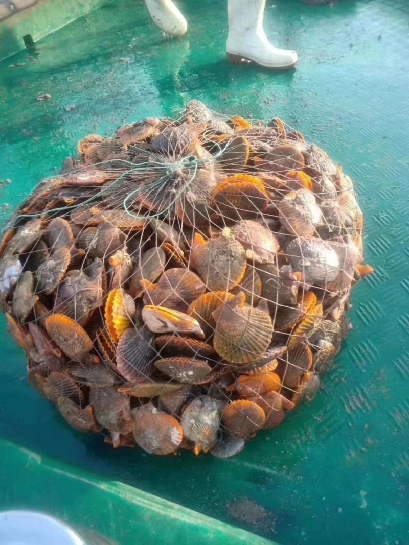 湛江新鲜扇贝岸