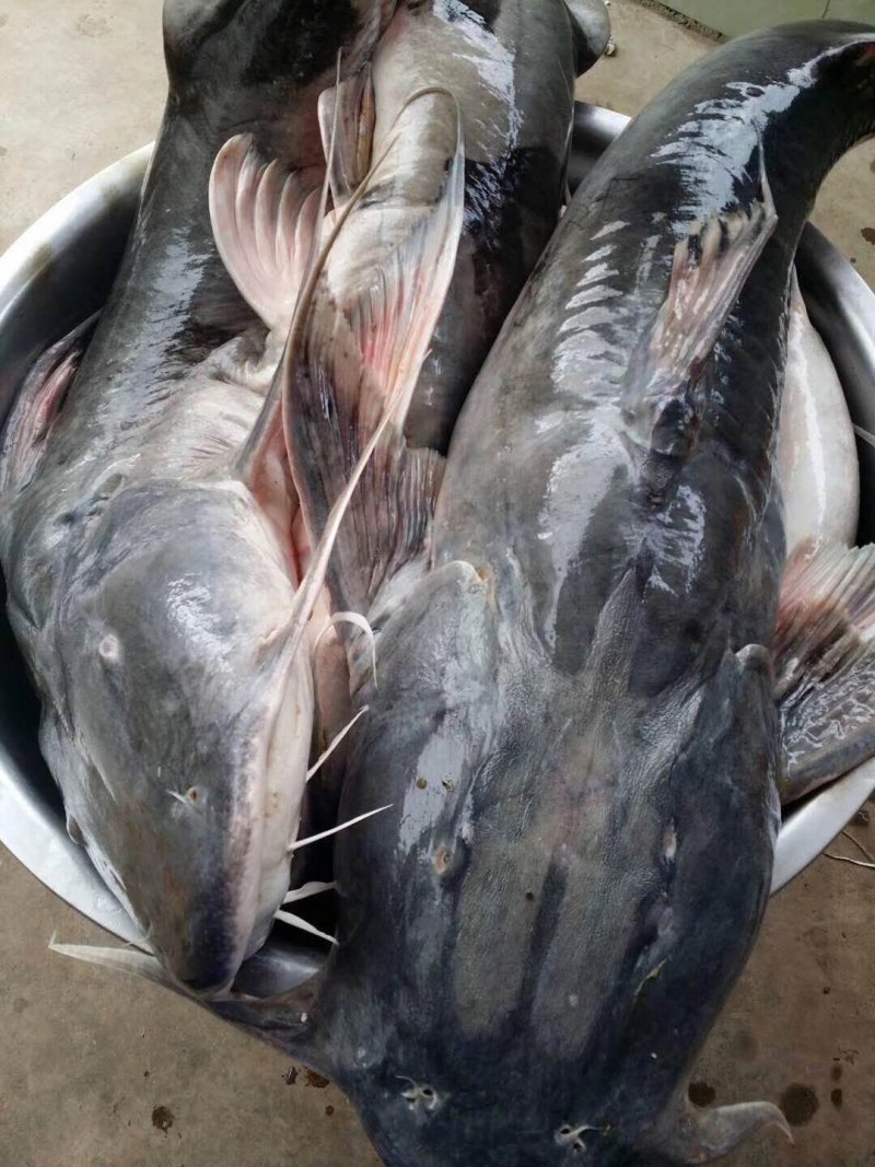 澜沧江长胡子鱼_活鱼冰鲜都有_生态鱼