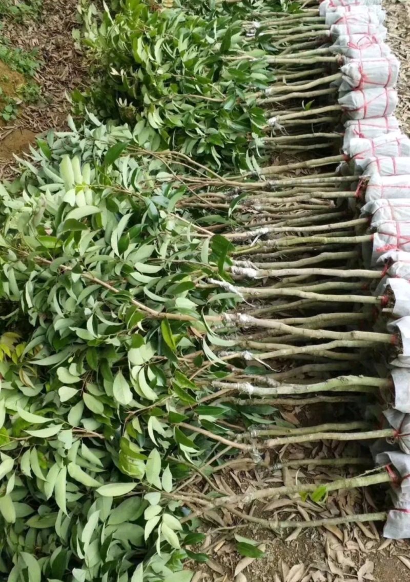 妃子笑荔枝苗