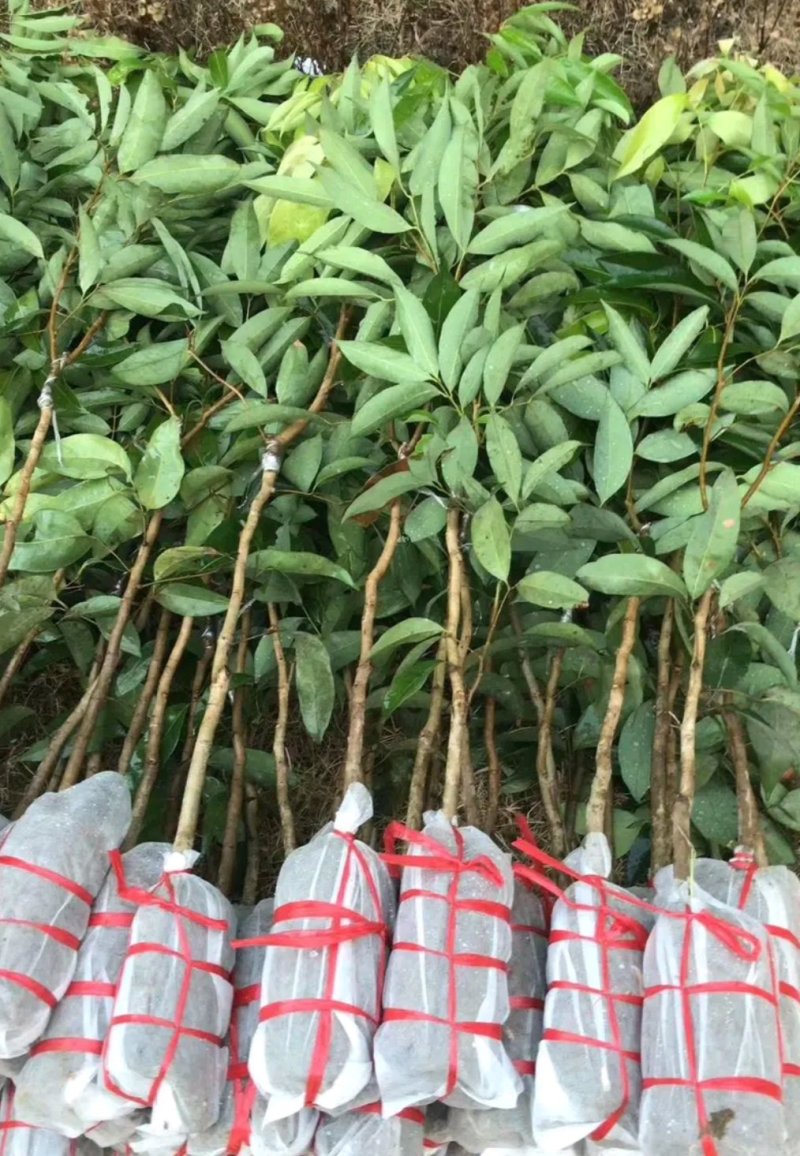 妃子笑荔枝苗