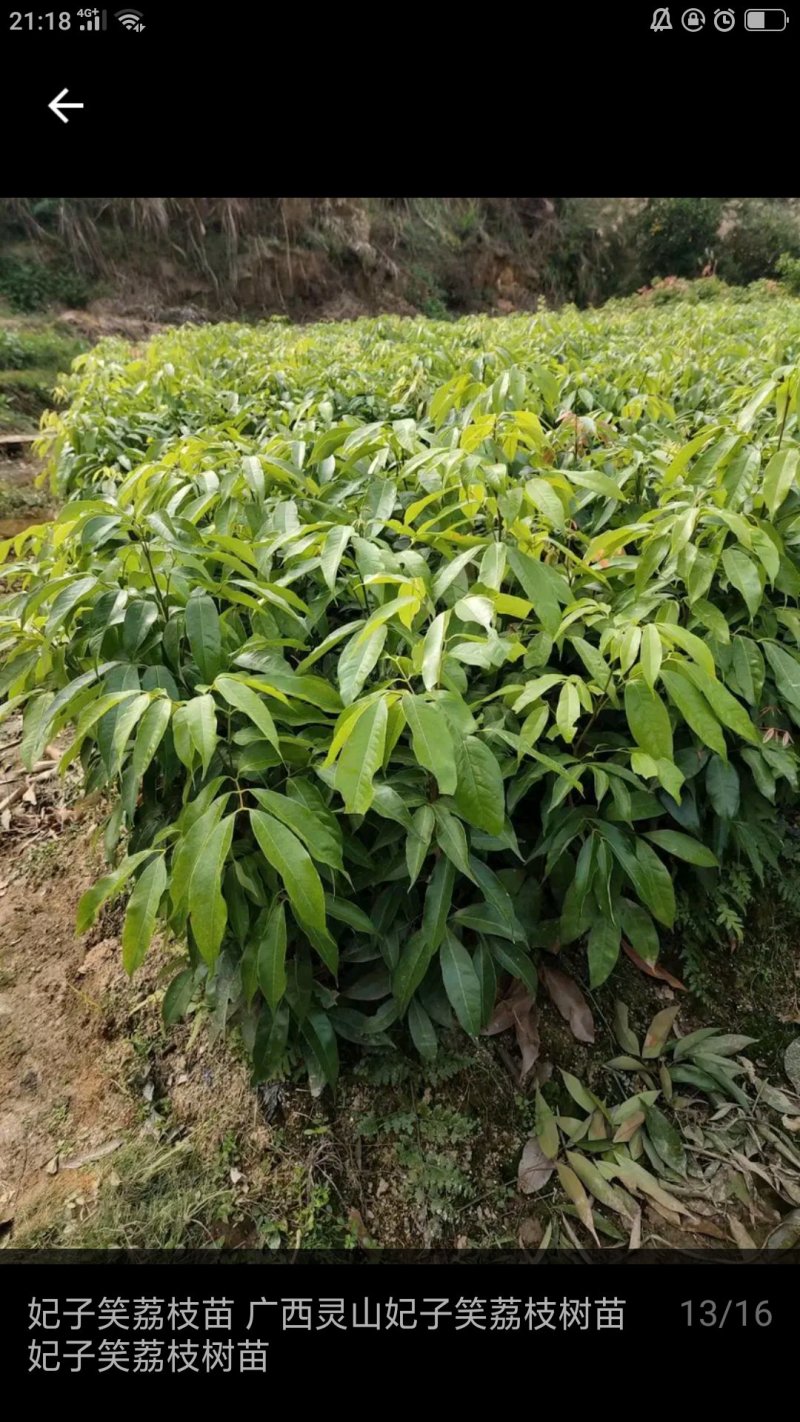 妃子笑荔枝苗