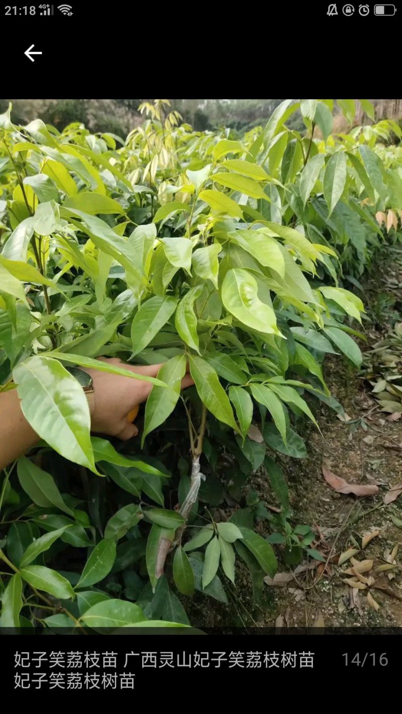 妃子笑荔枝苗