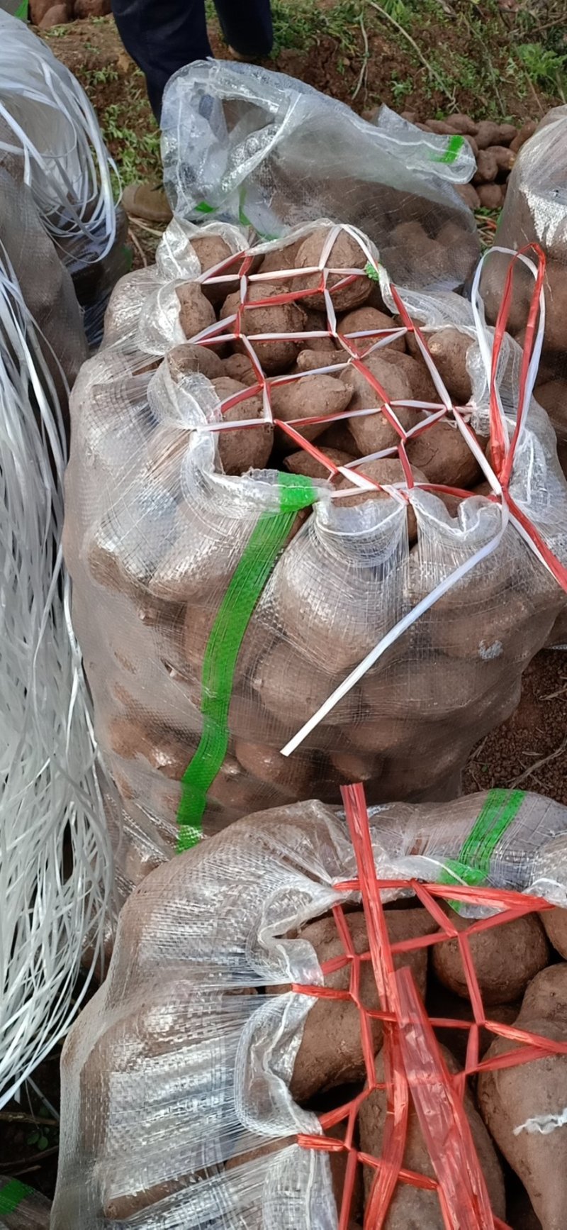 西瓜红3两以上商品薯红心可按级挑选分拣