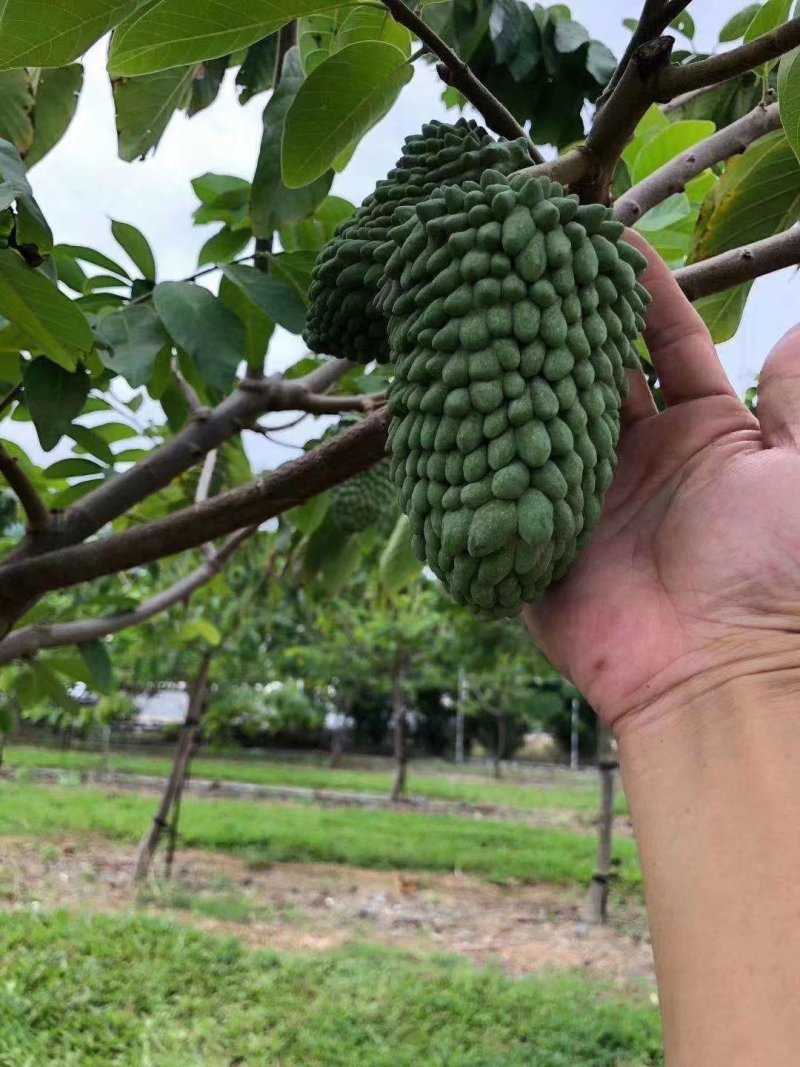 新品种台湾进口榴莲释迦果嫁接苗，需要的下单