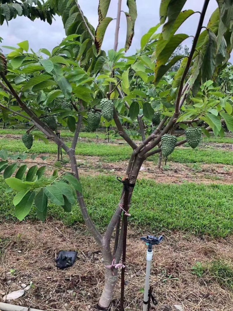 新品种台湾进口榴莲释迦果嫁接苗，需要的下单