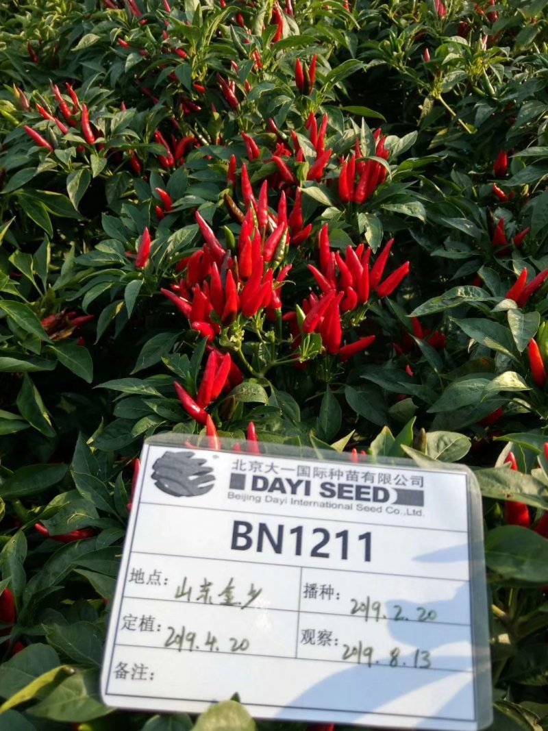 艳椒465高辣丰产型簇生红贵211辣度高