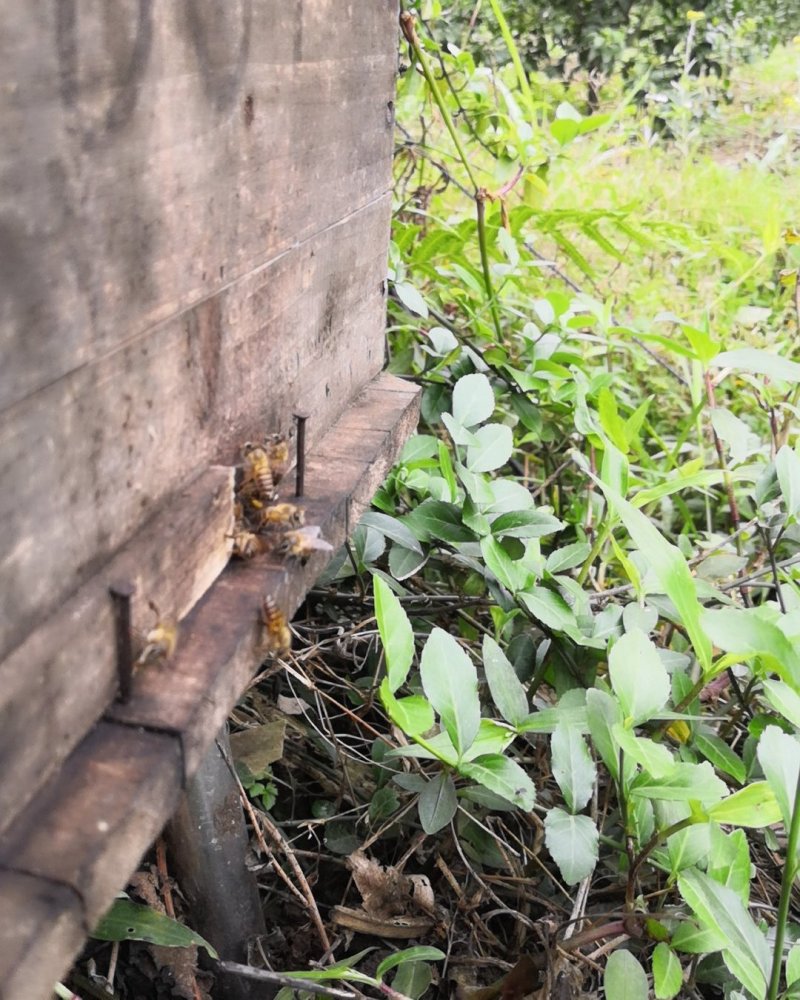 十万大山里的蜂蜜