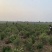 【卫矛球】卫矛球价格_图片_基地