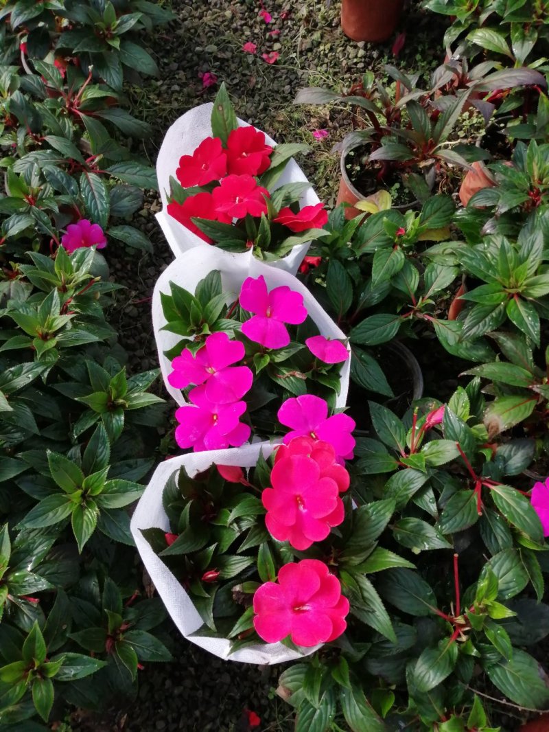 凤仙花/基地自产直发/品色全/品相好/量大优惠欢迎