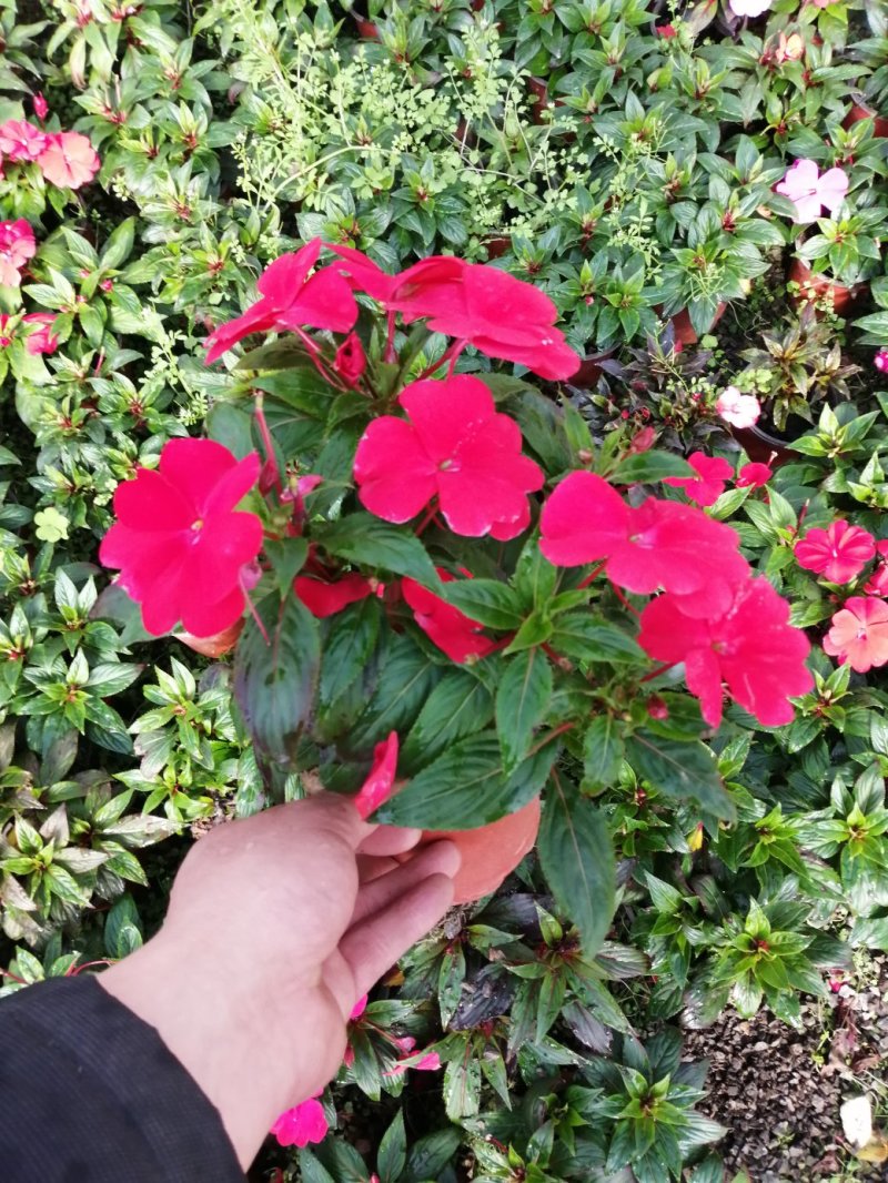 凤仙花/基地自产直发/品色全/品相好/量大优惠欢迎