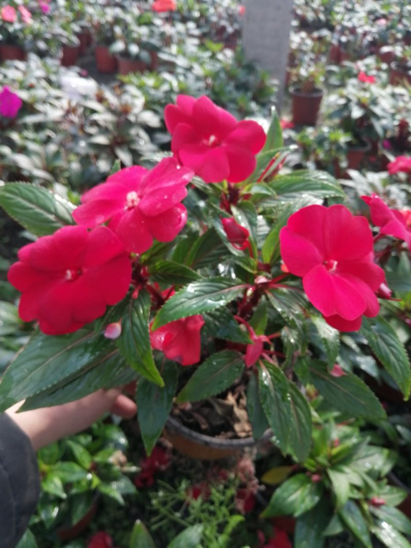 凤仙花/基地自产直发/品色全/品相好/量大优惠欢迎
