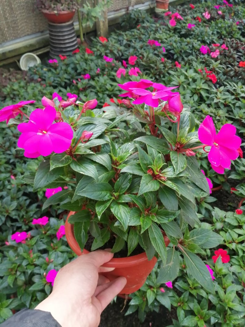 凤仙花/基地自产直发/品色全/品相好/量大优惠欢迎