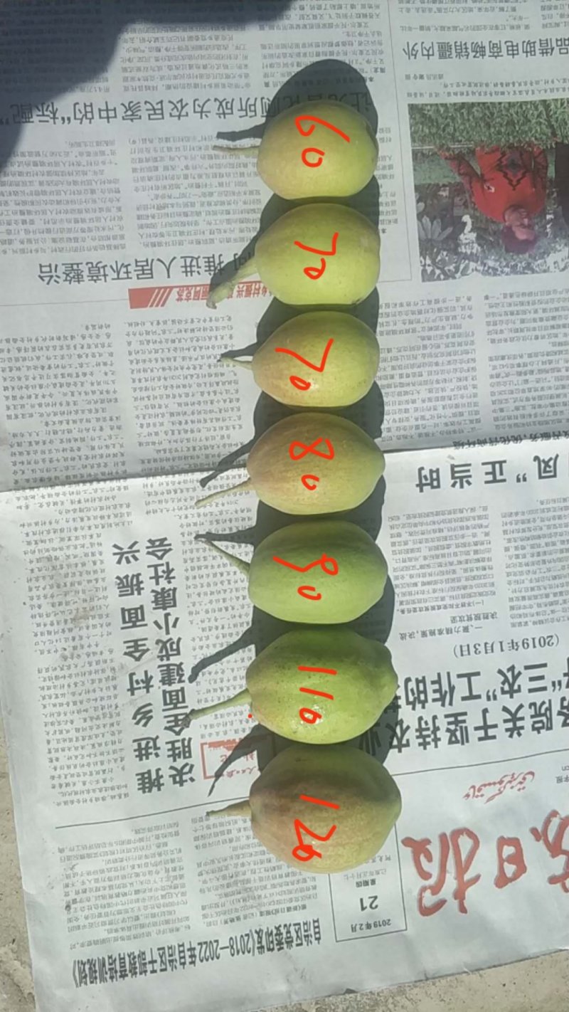 库尔勒香梨100克特级通货产地阿克苏直发