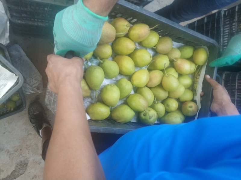 库尔勒香梨100克特级通货产地阿克苏直发