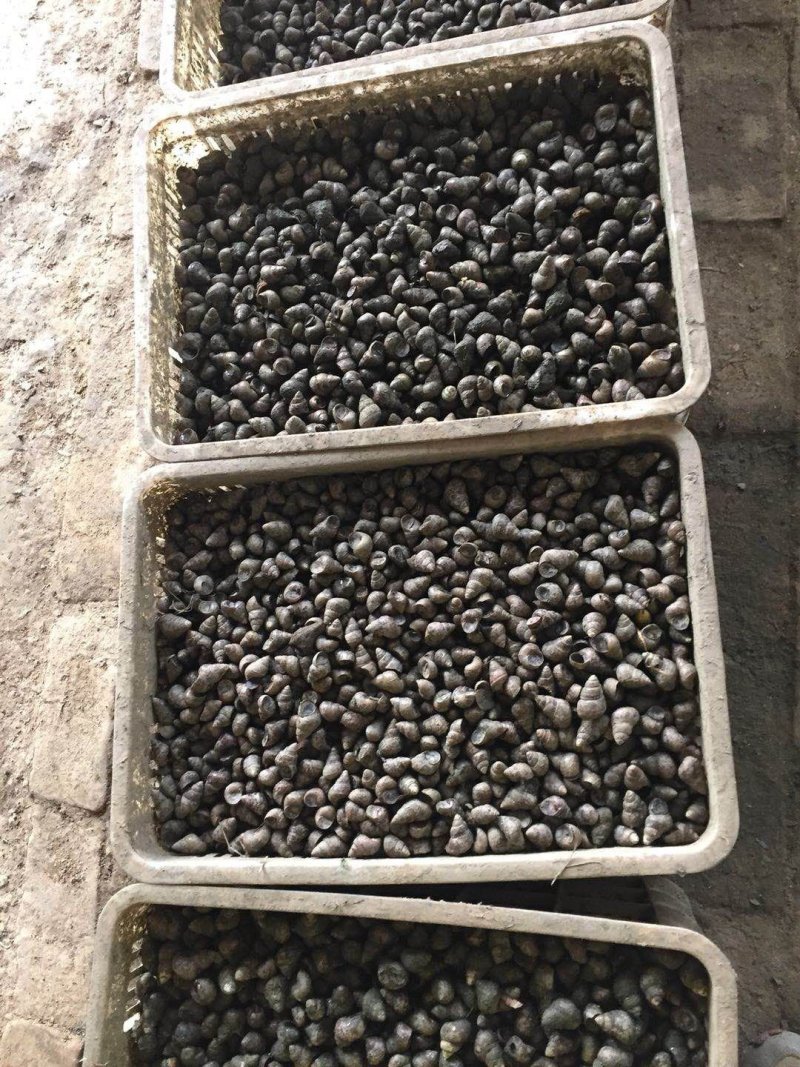 长年供应优质螺狮～河蚌货源充足量大从优欢迎老板选购可视频