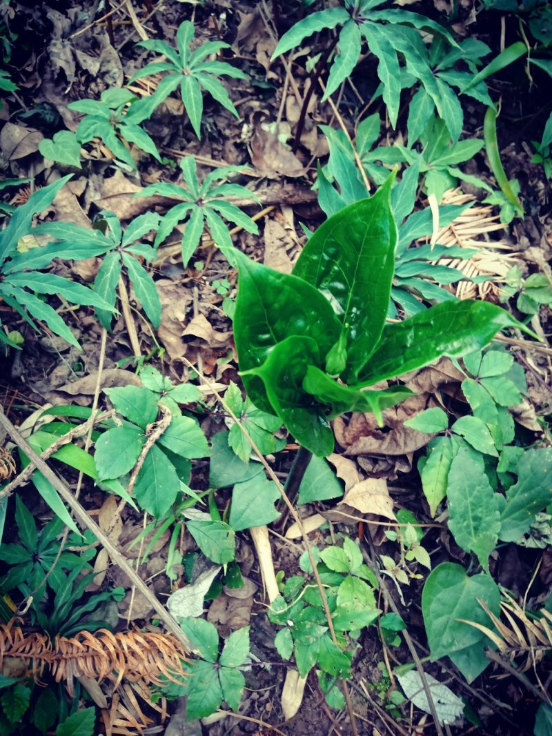 七叶一枝花(海螺七)又名重楼纯高山人工采挖的