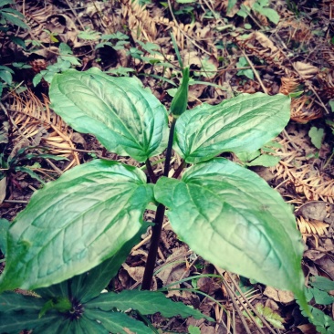 七叶一枝花(海螺七)又名重楼纯高山人工采挖的