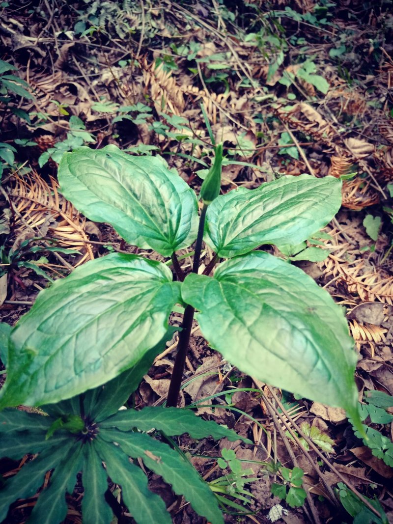 七叶一枝花(海螺七)又名重楼纯高山人工采挖的