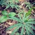 七叶一枝花(海螺七)又名重楼纯高山人工采挖的