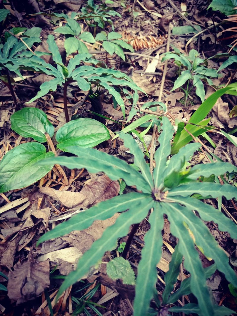 七叶一枝花(海螺七)又名重楼纯高山人工采挖的
