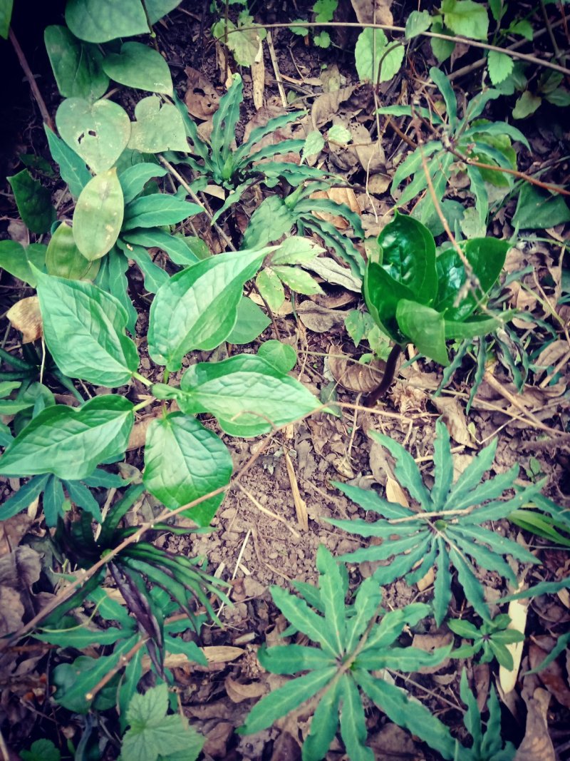 七叶一枝花(海螺七)又名重楼纯高山人工采挖的
