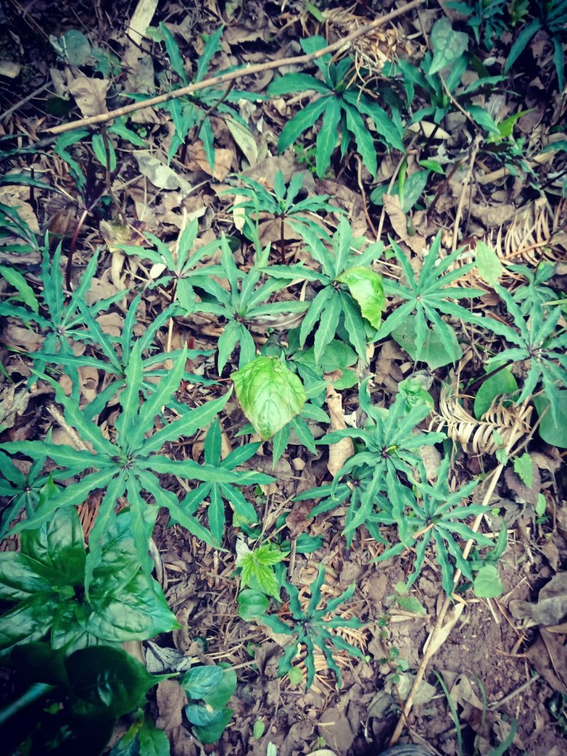 七叶一枝花(海螺七)又名重楼纯高山人工采挖的