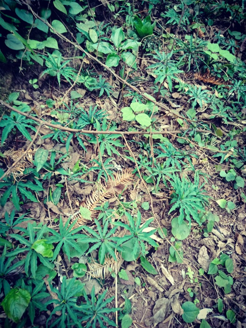 七叶一枝花(海螺七)又名重楼纯高山人工采挖的