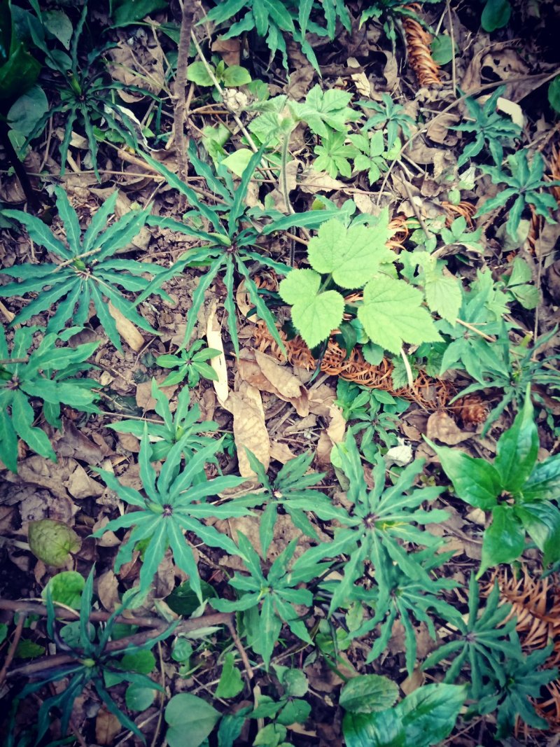 七叶一枝花(海螺七)又名重楼纯高山人工采挖的