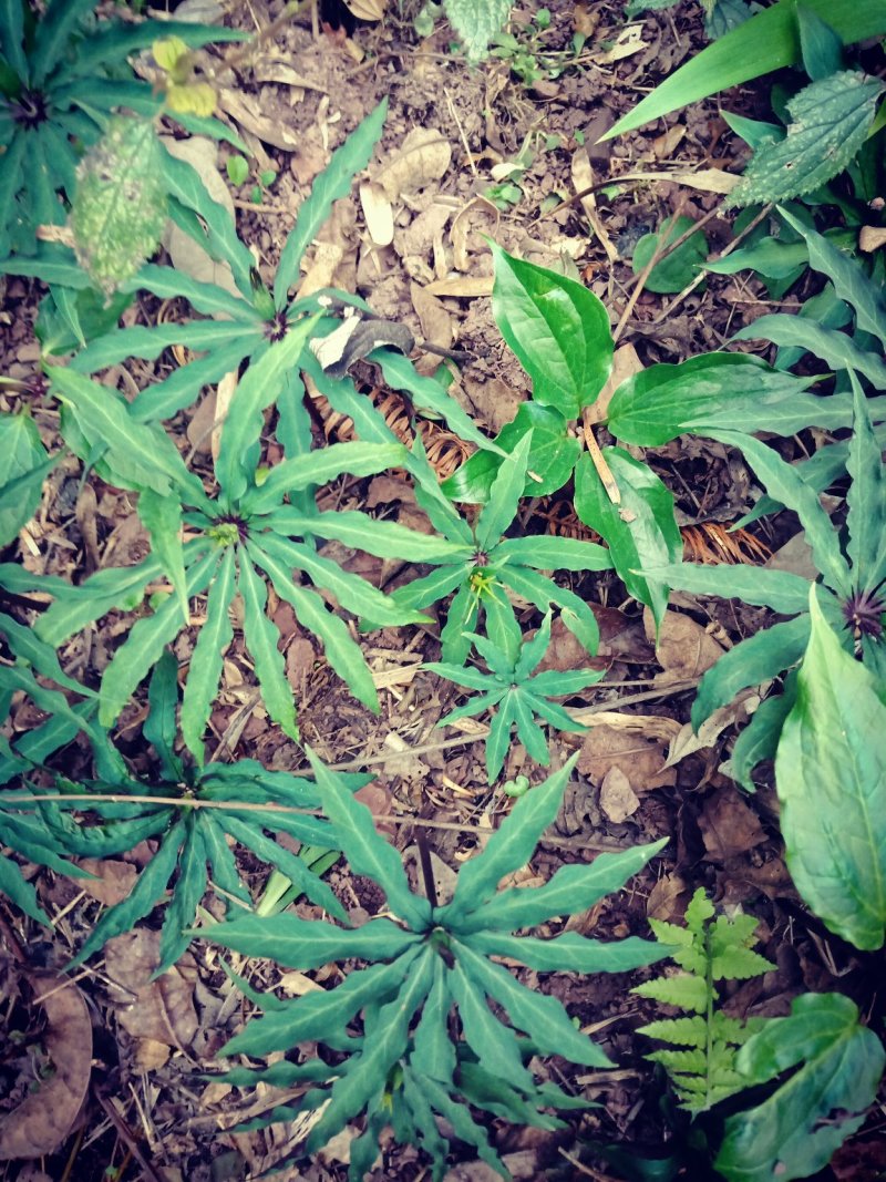 七叶一枝花(海螺七)又名重楼纯高山人工采挖的