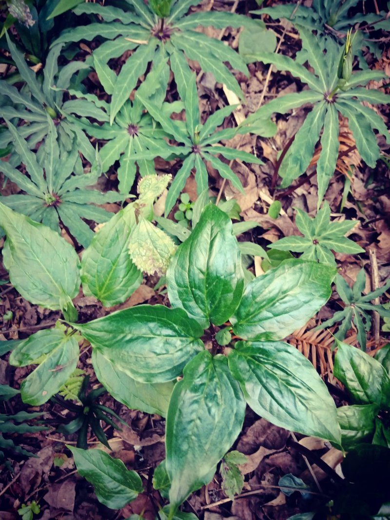七叶一枝花(海螺七)又名重楼纯高山人工采挖的