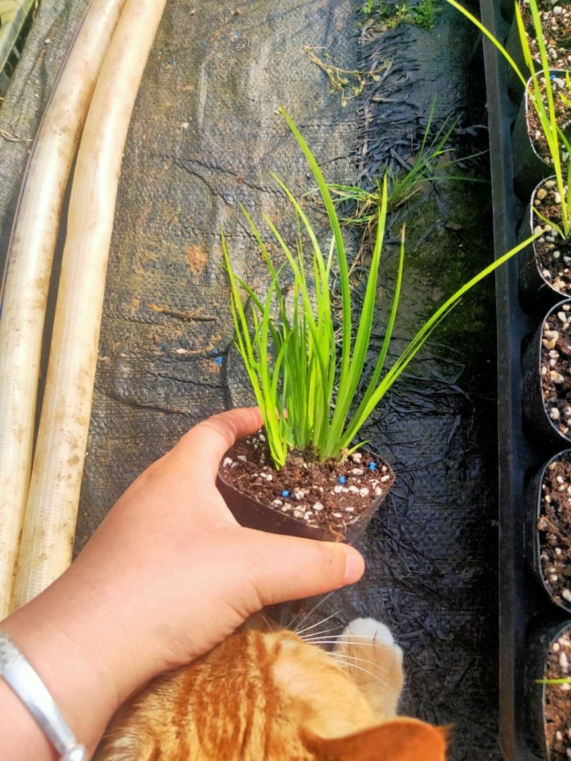 菖蒲，金菖蒲，龙须、虎须.龙月