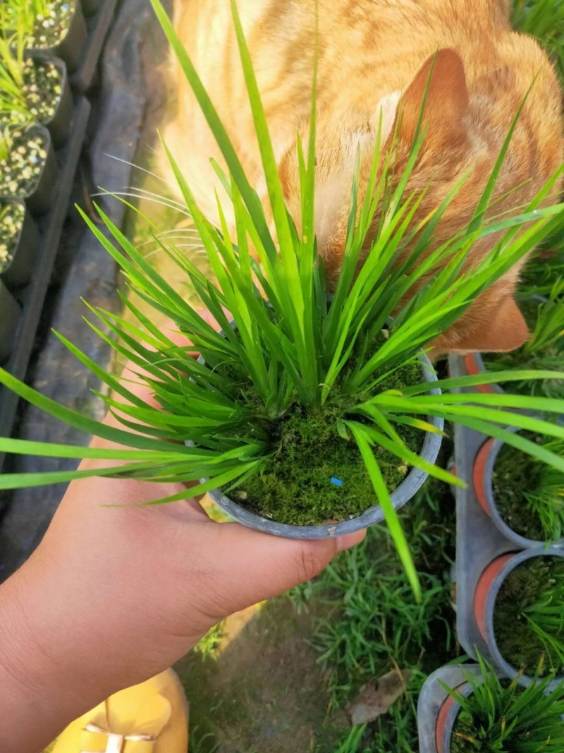 菖蒲，金菖蒲，龙须、虎须.龙月