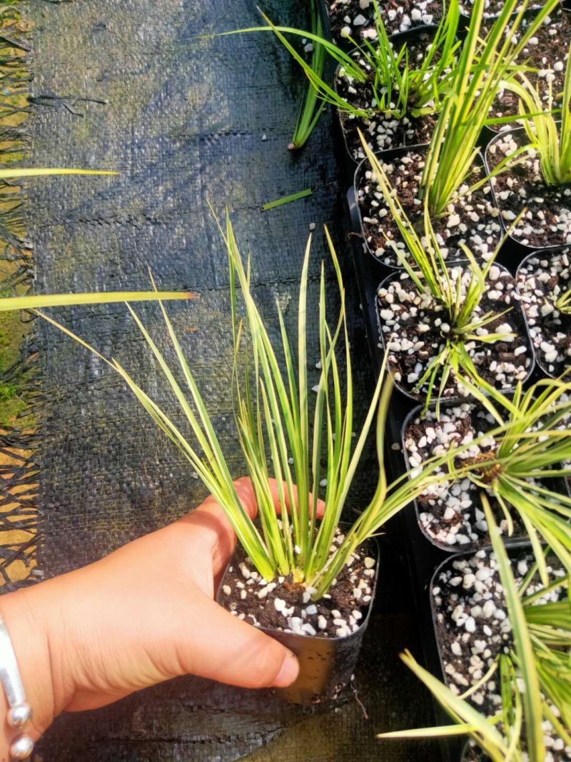 菖蒲，金菖蒲，龙须、虎须.龙月
