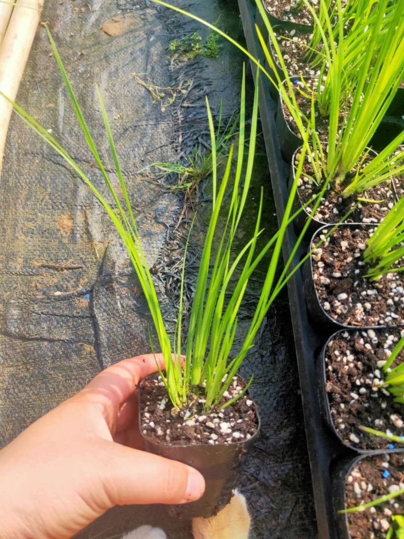 菖蒲，金菖蒲，龙须、虎须.龙月