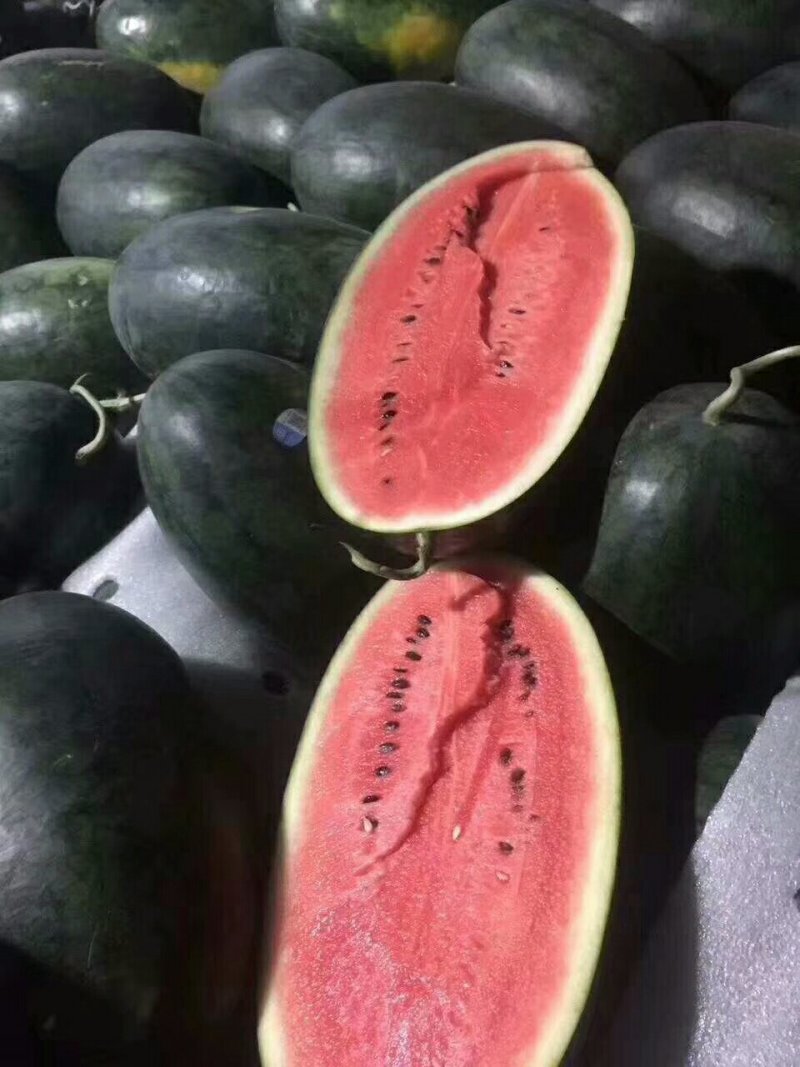 推荐热销黑美人西瓜，精品市场大瓜，电商团购小瓜大量出货