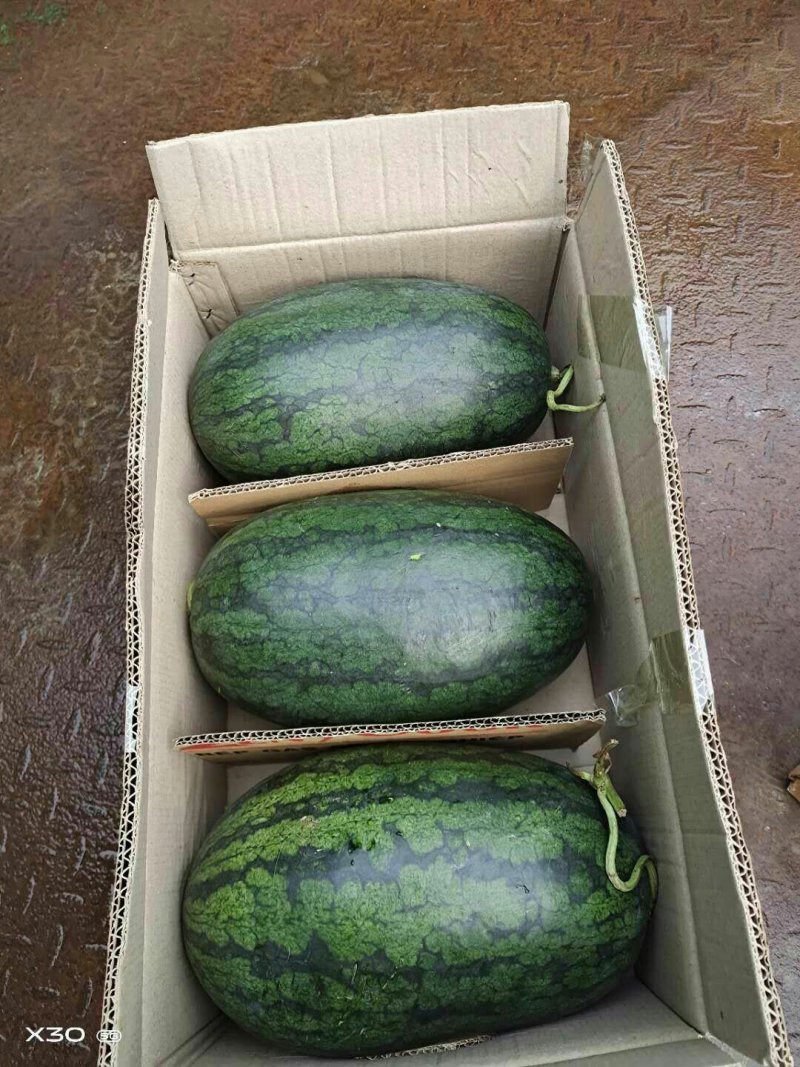推荐热销黑美人西瓜，精品市场大瓜，电商团购小瓜大量出货