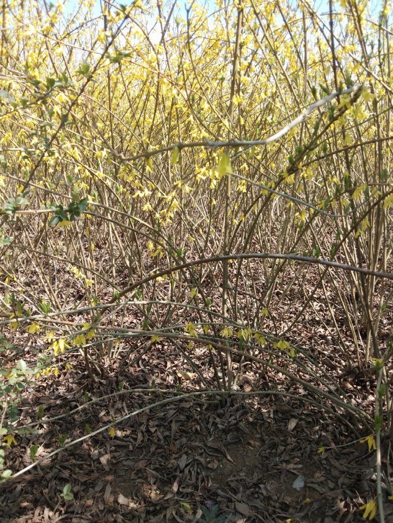 连翅又名黄老虎当年生床苗各规格连翅球春季开花满枝十分鲜艳