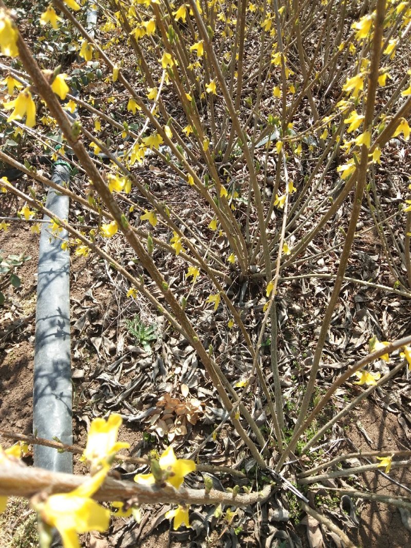 连翅又名黄老虎当年生床苗各规格连翅球春季开花满枝十分鲜艳