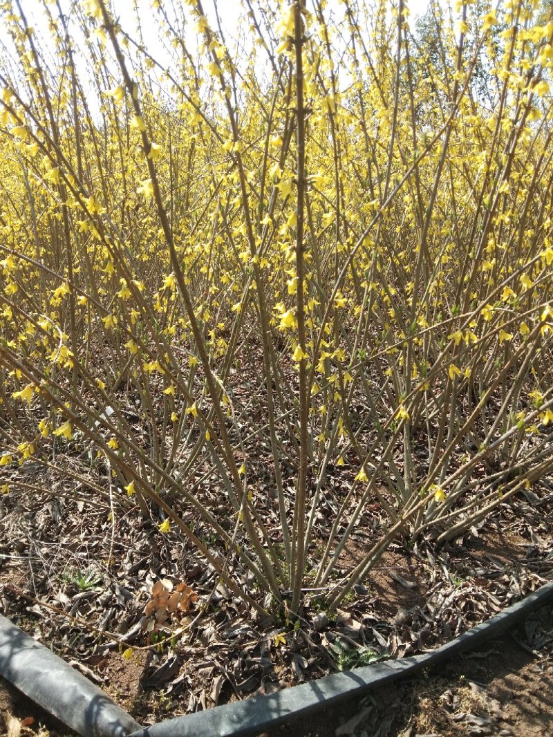 连翅又名黄老虎当年生床苗各规格连翅球春季开花满枝十分鲜艳