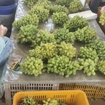 元谋叁叶果蔬种植专业合作社是一家专业从事葡萄育苗收购！