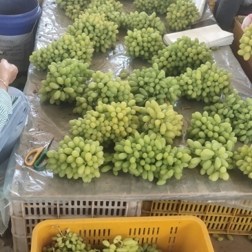 元谋叁叶果蔬种植专业合作社是一家专业从事葡萄育苗收购！