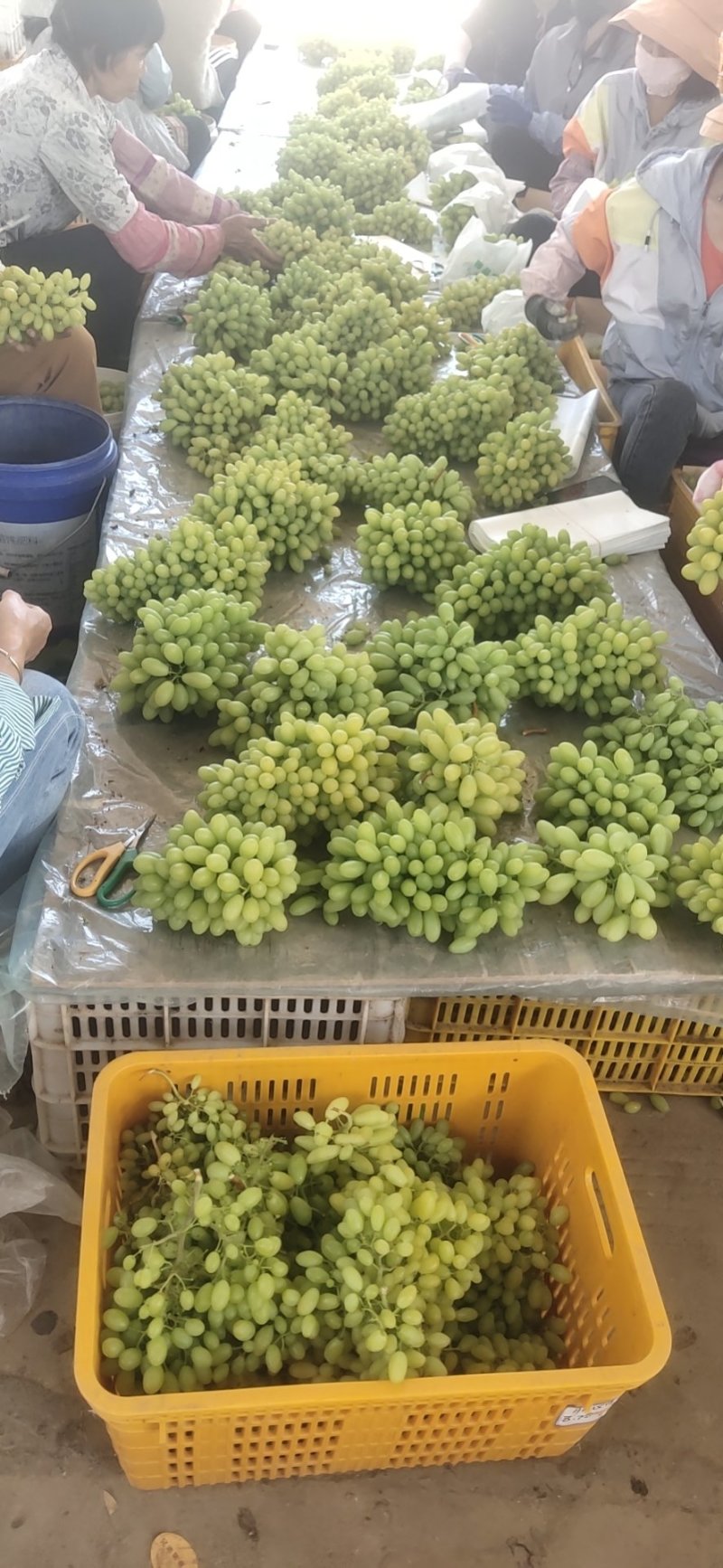 元谋叁叶果蔬种植专业合作社是一家专业从事葡萄育苗收购！